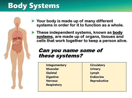 Body Systems Sample PowerPoint Slide 3 Sample PowerPoint slide of the different body systems
