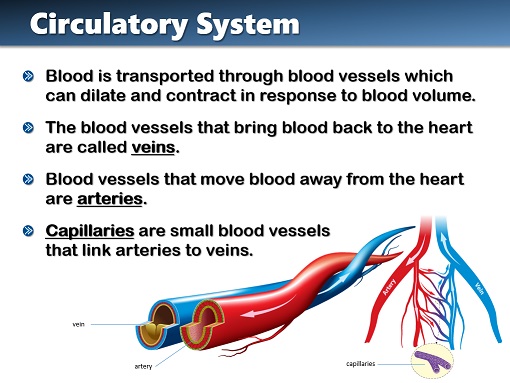 Body Systems Sample PowerPoint Slide 4 Sample PowerPoint slide of the circulatory system